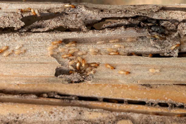 Best Wasp Removal Services  in Gonzales, CA